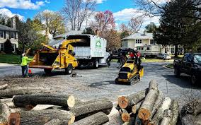 Reliable St Louis Park, MN Tree Removal Solutions