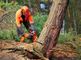 Best Tree Trimming and Pruning  in St Louis Park, MN