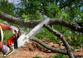 Best Commercial Tree Services  in St Louis Park, MN