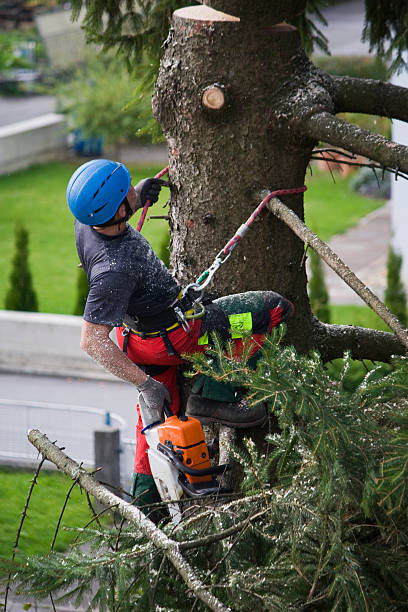 Best Emergency Tree Removal  in St Louis Park, MN